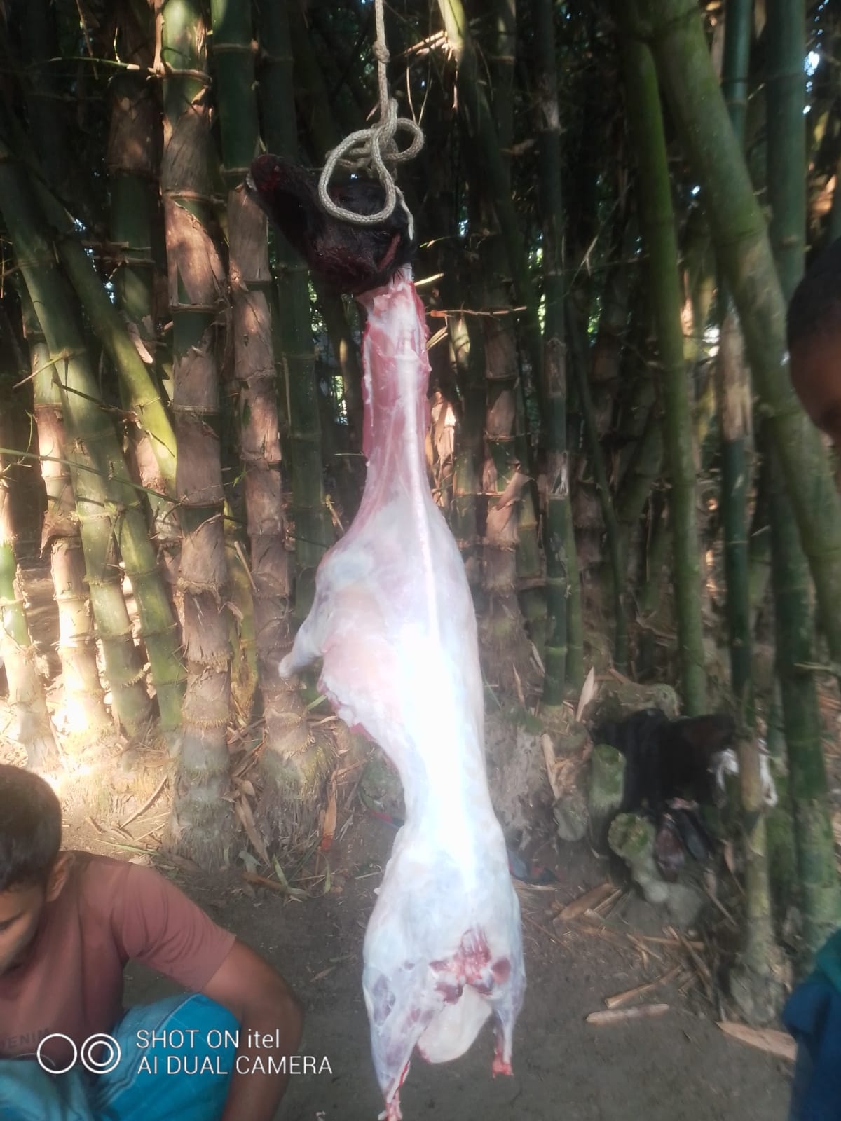 Meat_Distribution